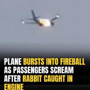 Panic Erupts on Flight After Rabbit Causes Engine Explosion Panic Erupts on Flight After Rabbit Causes Engine Explosion