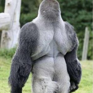 Silverback gorilla teaches himself to walk upright on two legs Silverback gorilla teaches himself to walk upright on two legs
