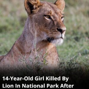 14-Year-Old Girl Mauled To Death By Lion After Being Snatched From Ranch Near National Park 14-Year-Old Girl Mauled To Death By Lion After Being Snatched From Ranch Near National Park
