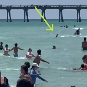 Disturbing Encounter With Sharks At Florida Beach Raises Safety Concerns