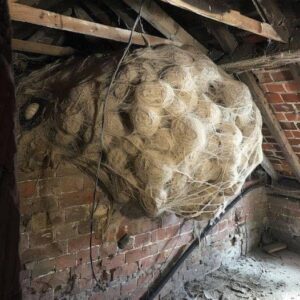 Man Thinks He Found “Hornets” Nest In Attic – Turns Pale When He Realizes What’s Inside Man Thinks He Found “Hornets” Nest In Attic – Turns Pale When He Realizes What’s Inside