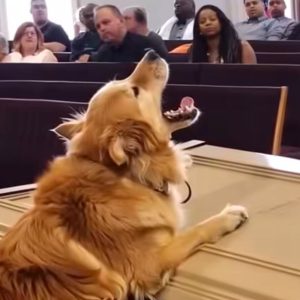 Little Girl Gives Secret Signal to Dog in Courtroom! Judge FREEZES When He Realizes All the Truth… Little Girl Gives Secret Signal to Dog in Courtroom! Judge FREEZES When He Realizes All the Truth…