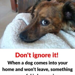 What does it mean when a dog comes to your house and doesn’t want to leave?