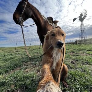 MY FARM DOG CAME BACK WITH A HORSE—AND A MYSTERY I DIDN’T EXPECT MY FARM DOG CAME BACK WITH A HORSE—AND A MYSTERY I DIDN’T EXPECT