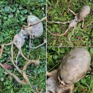 Neighbor finds ‘alien’ object in their backyard that has the internet stumped Neighbor finds ‘alien’ object in their backyard that has the internet stumped