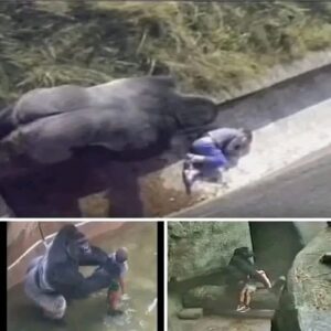 The boy who fell into a gorilla’s cage… and was saved by it The boy who fell into a gorilla’s cage… and was saved by it