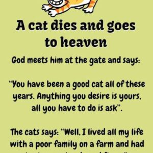 A cat dies and goes to heaven A cat dies and goes to heaven