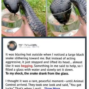 Jake’s Mysterious Encounter with the Snake: A Day at the Lake That Took a Surprising Turn Jake’s Mysterious Encounter with the Snake: A Day at the Lake That Took a Surprising Turn