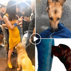 If your dog is sniffing your crotch, here’s what it means If your dog is sniffing your crotch, here’s what it means