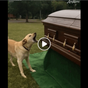 Dog Barks at Coffin during Funeral, Suspicious Son Opens It and Finds It Empty Dog Barks at Coffin during Funeral, Suspicious Son Opens It and Finds It Empty
