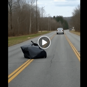 From a car speeding down the road, a strange-looking package was thrown out — and inside, something was struggling restlessly… From a car speeding down the road, a strange-looking package was thrown out — and inside, something was struggling restlessly…