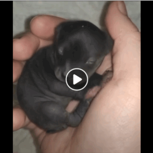 The Tiny Mystery Creature That No One Could Identify The Tiny Mystery Creature That No One Could Identify