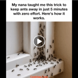 My Nana’s 5-Minute Trick to Keep Ants Away Naturally — No Chemicals, No Fuss My Nana’s 5-Minute Trick to Keep Ants Away Naturally — No Chemicals, No Fuss