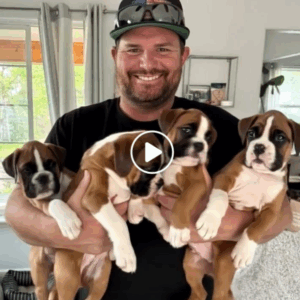 Four Boxer Puppies Found by the Roadside Four Boxer Puppies Found by the Roadside