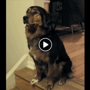 The Story Of How A Stray Dog Got A Stuffed Unicorn The Story Of How A Stray Dog Got A Stuffed Unicorn