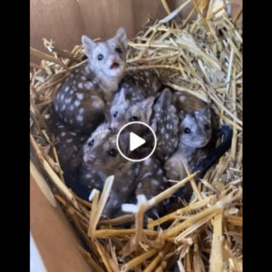 They stumbled on a nest of bizarre, spiky creatures—one closer look reveals their jaw-dropping identities! They stumbled on a nest of bizarre, spiky creatures—one closer look reveals their jaw-dropping identities!