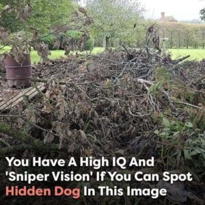 Can you spot the hidden dog? Only those with ‘sniper vision’ can find it Can you spot the hidden dog? Only those with ‘sniper vision’ can find it