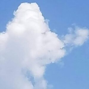 What Do You See: A Fish or a Plane? The Left-Brain vs. Right-Brain Debate What Do You See: A Fish or a Plane? The Left-Brain vs. Right-Brain Debate