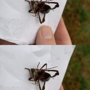 What to Do If You’re Bitten by an Assassin Bug: A Simple Guide What to Do If You’re Bitten by an Assassin Bug: A Simple Guide