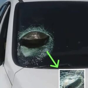 Woman Stunned After Realizing What Crashed Through Her Windshield Woman Stunned After Realizing What Crashed Through Her Windshield