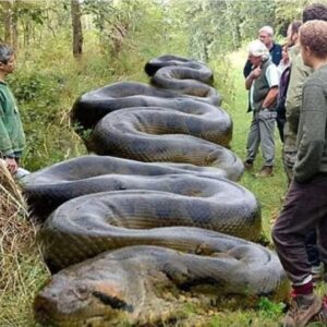 Hiker Encounters Massive Snake Camouflaged Along South Carolina Creek Hiker Encounters Massive Snake Camouflaged Along South Carolina Creek