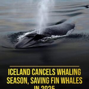 Whaling Ends, Ends Whaling: Iceland’s Historic Halt to the Hunt Whaling Ends, Ends Whaling: Iceland’s Historic Halt to the Hunt