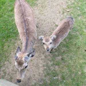 I THOUGHT THEY WERE JUST CURIOUS DEER—UNTIL I SAW WHAT THE LITTLE ONE WAS CARRYING I THOUGHT THEY WERE JUST CURIOUS DEER—UNTIL I SAW WHAT THE LITTLE ONE WAS CARRYING