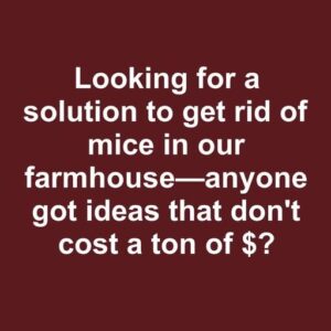 Using Natural Repellents to Deter Rodents