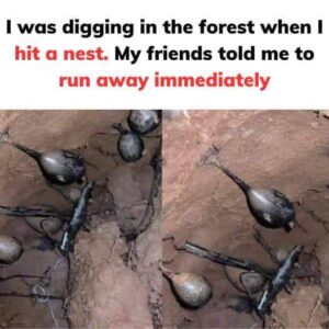 Was Digging In The Forest When I Hit a Nest Was Digging In The Forest When I Hit a Nest