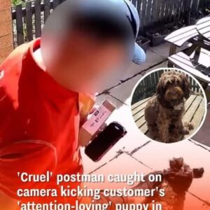 Royal Mail Worker Filmed Assaulting Customer’s Puppy During Delivery Royal Mail Worker Filmed Assaulting Customer’s Puppy During Delivery