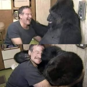 How Robin Williams Brought Laughter To A Grieving Gorilla How Robin Williams Brought Laughter To A Grieving Gorilla