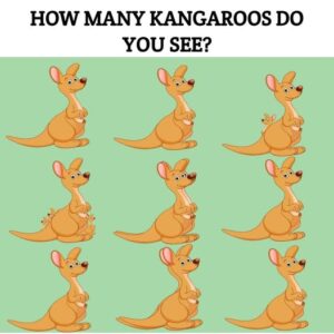 What’s the total number of kangaroos you can find? What’s the total number of kangaroos you can find?
