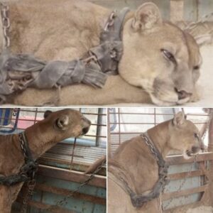 Circus lion released after being locked up for 20 years Circus lion released after being locked up for 20 years