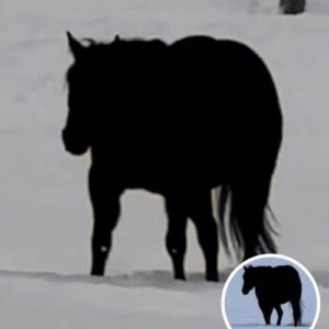 Is This Horse Walking Toward Or Away From The Camera? Here’s The Right Answer Is This Horse Walking Toward Or Away From The Camera? Here’s The Right Answer