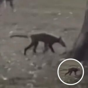 Residents Baffled Over Mystery Animal Spotted In West Virginia Park – Here’s What Experts Say