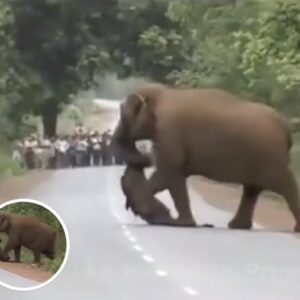 Passersby Stop Dead In Their Tracks When They See What Elephant Is Carrying With Its Trunk Across The Road Passersby Stop Dead In Their Tracks When They See What Elephant Is Carrying With Its Trunk Across The Road
