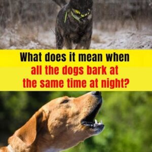When You Hear Many Dogs Barking at the Same Time at Night, This Will Happen When You Hear Many Dogs Barking at the Same Time at Night, This Will Happen