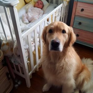 We Nearly Gave Away Our Golden Retriever Because He Barked at the Nanny — But Then I Checked the Camera Footage and Was Stunned