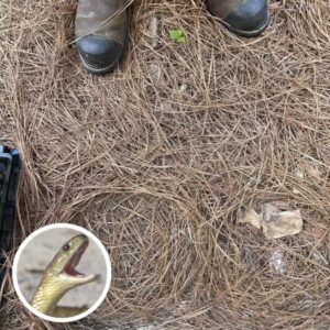 Only People With Sniper Vision Can Spot The Hidden Snake In This Photo Only People With Sniper Vision Can Spot The Hidden Snake In This Photo
