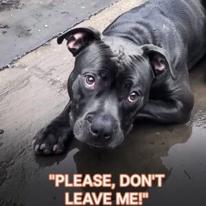 Abandoned Pitbull Loses Faith in Humanity — Until a C.a.ncer Patient Shows Him What Love Means Abandoned Pitbull Loses Faith in Humanity — Until a C.a.ncer Patient Shows Him What Love Means