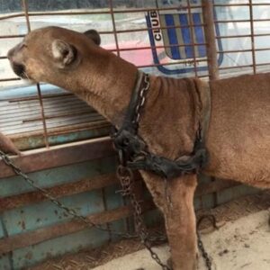 Circus puma lived in old pickup truck for 20 years: Just watch his reaction when he’s rescued! Circus puma lived in old pickup truck for 20 years: Just watch his reaction when he’s rescued!