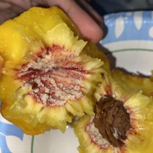 White Stuff on Your Peach Pit – What Does It Mean? White Stuff on Your Peach Pit – What Does It Mean?