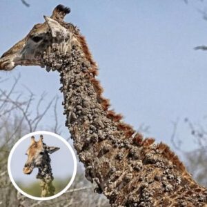 Photographer Left Speechless After Finding This Giraffe And The Truth Will Break Your Heart Photographer Left Speechless After Finding This Giraffe And The Truth Will Break Your Heart