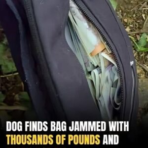 Canine Uncovers Mysterious Money-Filled Bag — Along with a Much Bigger Surprise Canine Uncovers Mysterious Money-Filled Bag — Along with a Much Bigger Surprise