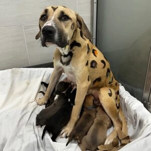 Investigator finds starving dog tied in hot sun — covered in leopard spots Investigator finds starving dog tied in hot sun — covered in leopard spots