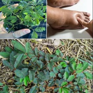 Mimosa Pudica Tea: How to Prepare and Health Benefits Mimosa Pudica Tea: How to Prepare and Health Benefits