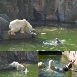 Polar bear attacks woman who jumped into enclosure at Berlin Zoo Polar bear attacks woman who jumped into enclosure at Berlin Zoo