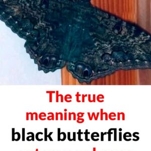 The deeper meaning behind a black butterfly’s visit The deeper meaning behind a black butterfly’s visit