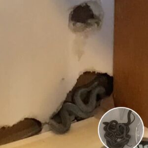 Mom of 2 moves into first home but dog starts to act strangely – then she looks closer at the walls