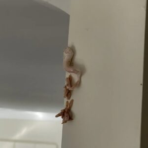 Mysterious Pink Crust Appearing on Your Wall? Here’s What It Might Mean